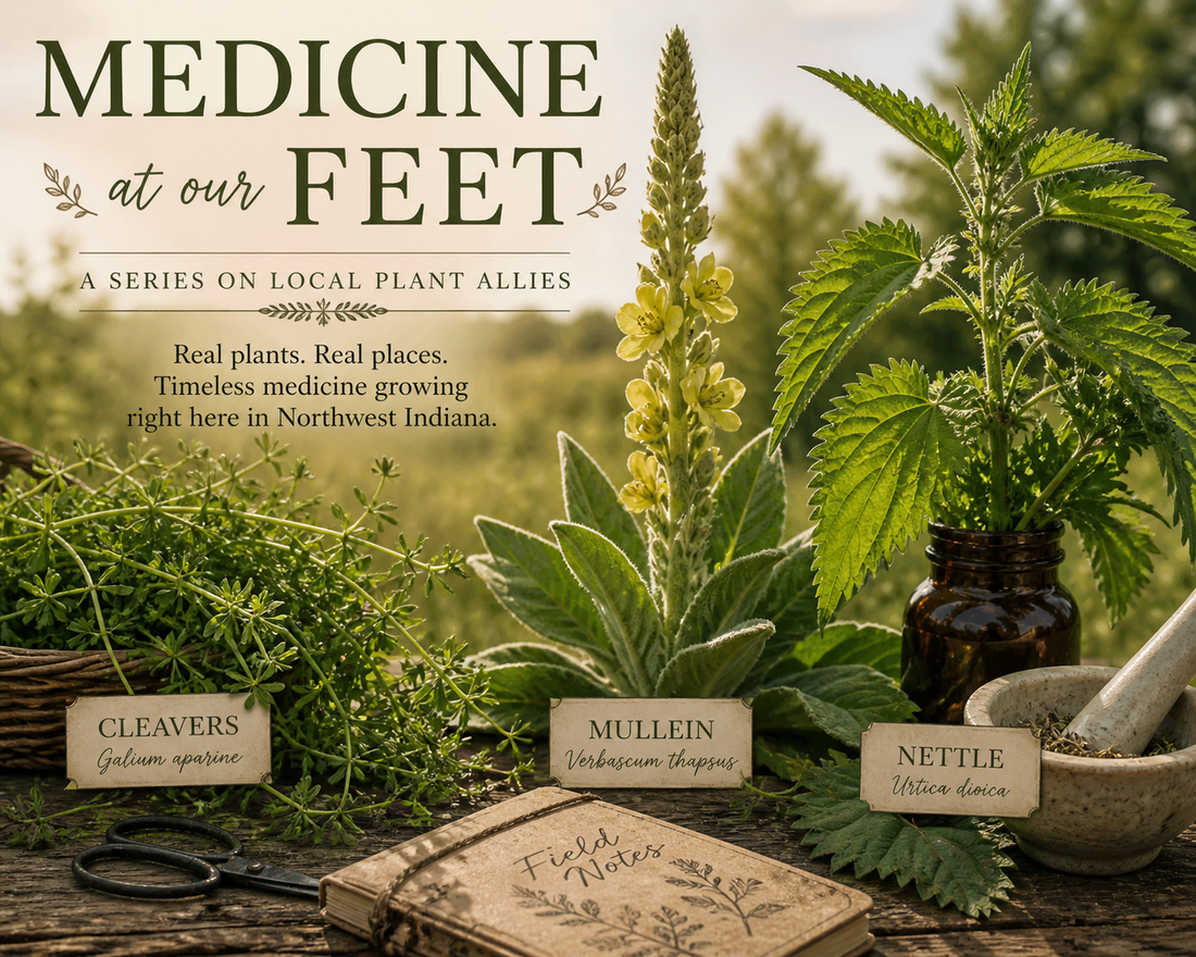 Local Plant Medicine, Part 1: Cleavers, Mullein & Nettle