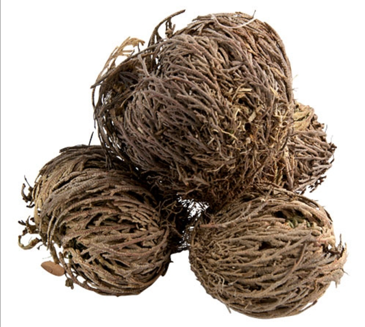 GREENROOTS USA LLC - Jericho Flower Set Of 3 - Rose Of Jericho, Resurrection Flow